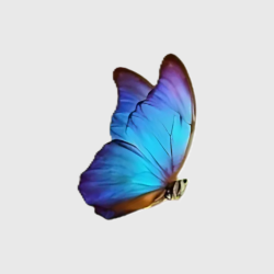 Chasing Butterflies Tee